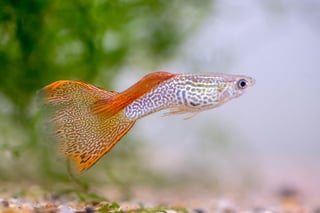 Picture of Guppy
