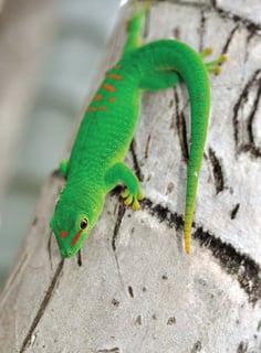 Picture of Gecko