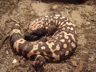 Picture of Gila monster
