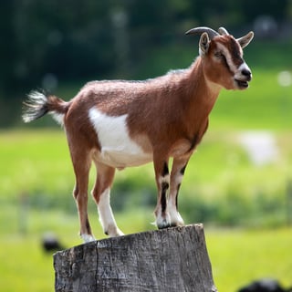 Picture of Goat