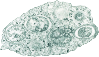 Picture of Wolbachia