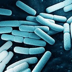 Picture of Cronobacter
