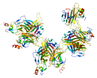 Picture of B-cell maturation antigen