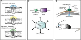 Picture of Optogenetics