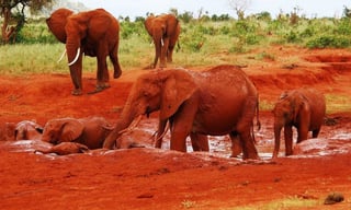 Picture of Tsavo East National Park