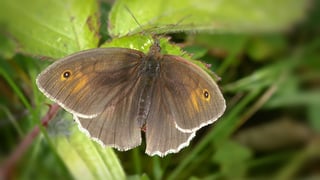 Picture of Meadow brown