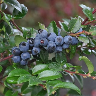Picture of Huckleberry