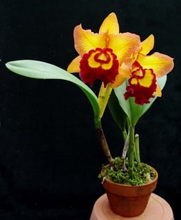 Picture of Cattleya orchids