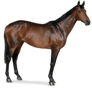 Picture of Horse