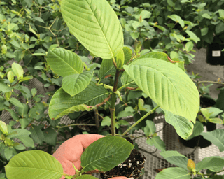 Picture of Kratom
