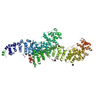 Picture of Cadherin-1