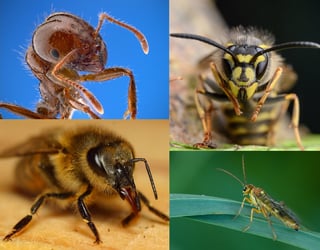 Picture of Hymenoptera