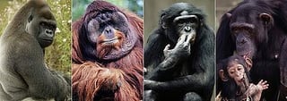 Picture of Great apes