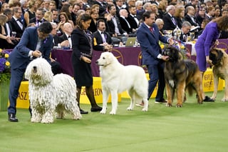 Picture of Westminster Kennel Club Dog Show