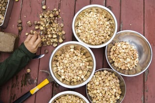 Picture of Acorn