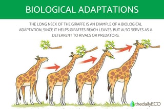 Picture of Adaptation