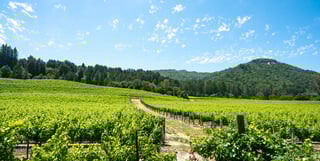 Picture of Sonoma Valley