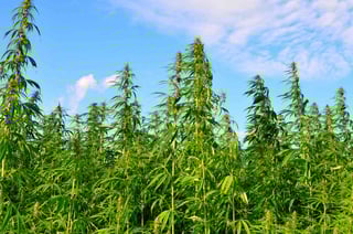 Picture of Industrial Hemp
