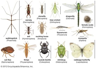 Picture of Insects