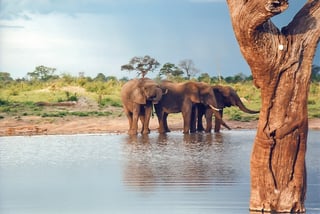 Picture of Hwange National Park