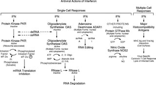 Picture of Interferon