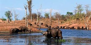 Picture of Matusadona National Park