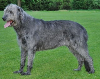 Picture of Irish Wolfhound