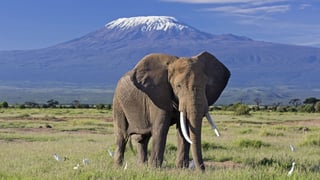 Picture of Amboseli National Park