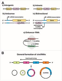 Picture of Long non-coding RNA
