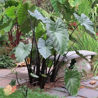 Picture of Taro