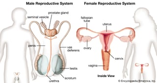 Picture of Human reproduction
