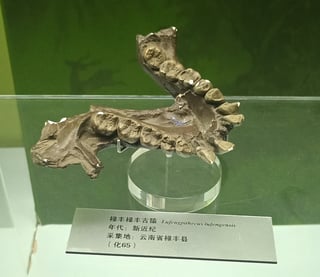 Picture of Lufengpithecus