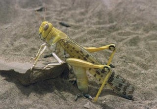 Picture of Desert locust