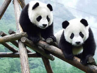 Picture of Chengdu Research Base of Giant Panda Breeding