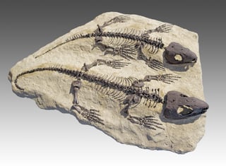 Picture of Captorhinus
