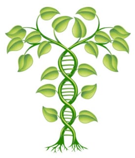 Picture of Genetic genealogy