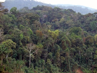 Picture of Peruvian Amazonia