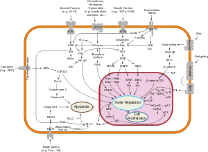 Picture of Janus kinase