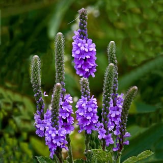 Picture of Vervain