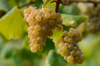 Picture of Albariño