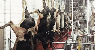 Picture of Animal slaughter
