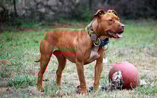 Picture of American Pit Bull Terrier