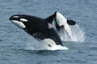 Picture of Orca