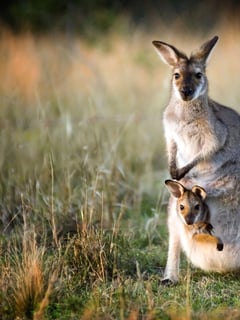 Picture of Kangaroo