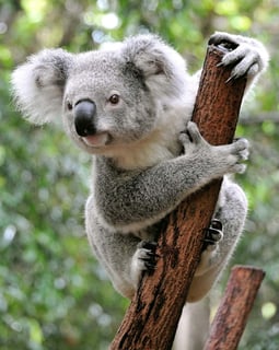 Picture of Koala