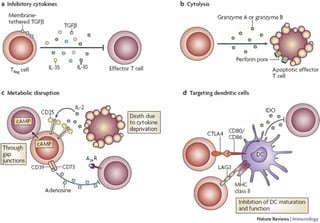 Picture of regulatory T cell