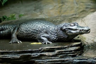 Picture of Caiman