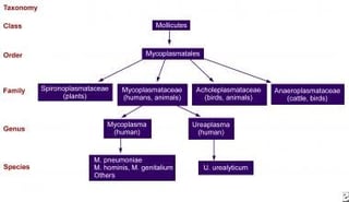 Picture of Mycoplasma pneumonia