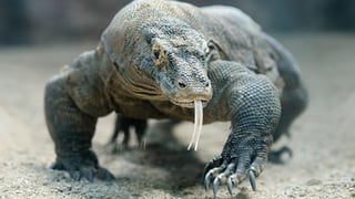 Picture of Komodo dragon