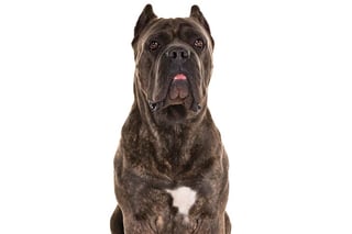 Picture of Cane Corso